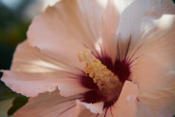 Hibiskus, ketmia, syryjska, róża chińska, Hibiscus L., kwiat © Marcin Łazarczyk