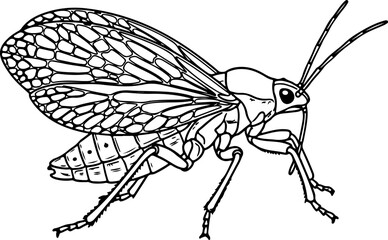 Obraz premium Vector art of line drawing of a grasshopper with wings