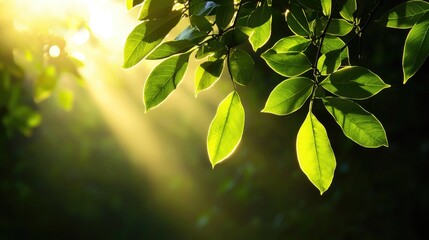 Sunlight filtering through vibrant green leaves on a branch.