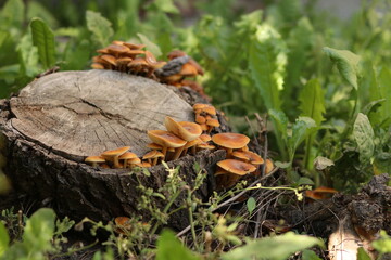 mushrooms in the forest