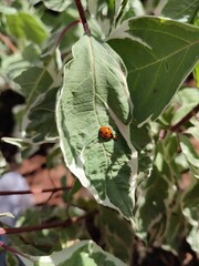 ladybug on a leaf