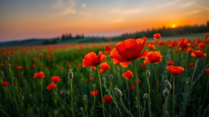 Poppy Field at Sunset: A vibrant field of red poppies sways gently in the breeze at sunset, with golden sunlight bathing the rolling hills in a scene of pure natural beauty and tranquility.