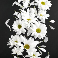 White daisies falling on black