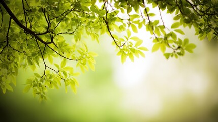 Obraz premium environmental. Blurred green foliage with sunlight bokeh, creating a serene nature background with shallow focus. travel magazines.