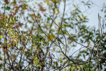 Blue-throated Bee-eater (Merops viridis) perched on a branch among the leaves in a tree. The bird is surrounded by nature.