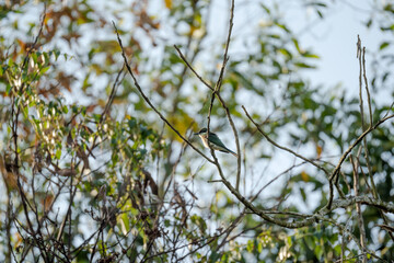 Blue-throated Bee-eater (Merops viridis) perched on a branch among the leaves in a tree. The bird is surrounded by nature.