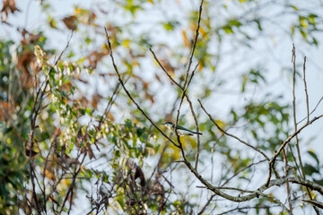 Blue-throated Bee-eater (Merops viridis) perched on a branch among the leaves in a tree. The bird is surrounded by nature.