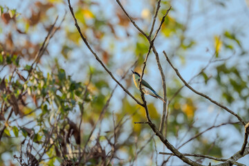 Blue-throated Bee-eater (Merops viridis) perched on a branch among the leaves in a tree. The bird is surrounded by nature.
