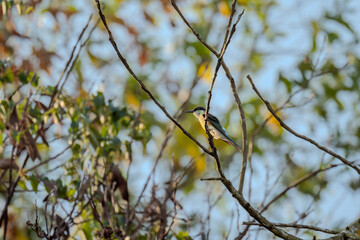 Blue-throated Bee-eater (Merops viridis) perched on a branch among the leaves in a tree. The bird...
