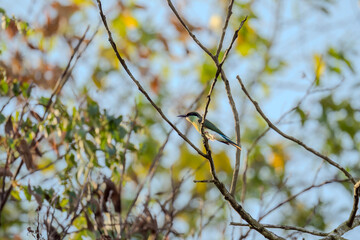 Blue-throated Bee-eater (Merops viridis) perched on a branch among the leaves in a tree. The bird is surrounded by nature.