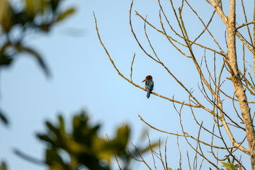 White-throated Kingfisher (Halcyon smyrnensis) perched on dry tree branches in tropical forest. Brown with blue wings large beaks and white throat and breast. Wildlife