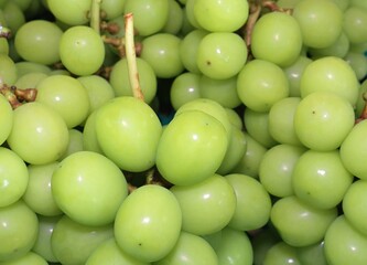 Yamanashi, Japan - September 19, 2025: Closeup of freshly picked Shine muscats 