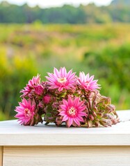 Pink succulent flowers on a white table, blurred green background