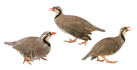 Red-Legged Partridge or Chukar Partridge isolated on a white background.