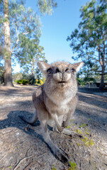 Eastern Grey Kangaroo (Macropus giganteus) © Peter