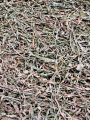 tobacco that is cut and dried in the sun