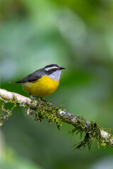 Bananaquit (Coereba flaveola), species of passerine bird in the tanager family Thraupidae. Pocone, South Pantanal Mato Grosso, Brazil. Brazilian wildlife and birdwatching.