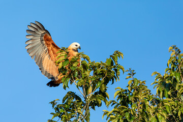 Black-collared hawk (Busarellus nigricollis), species of bird of prey in the family Accipitridae. Pocone, South Pantanal Mato Grosso, Brazil. Brazilian wildlife and birdwatching.