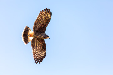 Female of Snail kite (Rostrhamus sociabilis), bird of prey within the family Accipitridae. Pocone, South Pantanal Mato Grosso, Brazil. Brazilian wildlife and birdwatching.