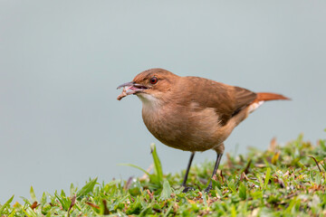Rufous hornero (Furnarius rufus), medium-sized ovenbird in the family Furnariidae. Barigui Park municipal park, Curitiba, Parana. Brazil. Brazilian wildlife and birdwatching.