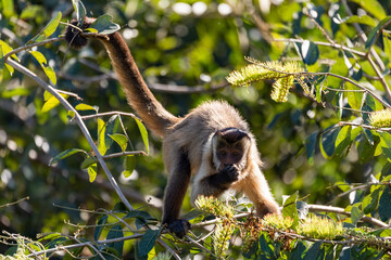 Black-striped capuchin (Sapajus libidinosus), known as the bearded capuchin, New World monkey in the family Cebidae. Pocone, South Pantanal Mato Grosso, Brazil. Brazilian wildlife and wilderness.
