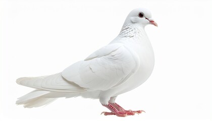 white pigeon isolated on white background © Dave