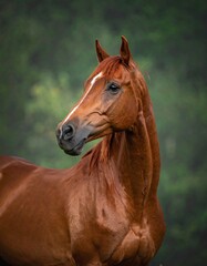 Fototapeta premium A close-up portrait of a majestic bay horse, showcasing its rich coat and refined head.
