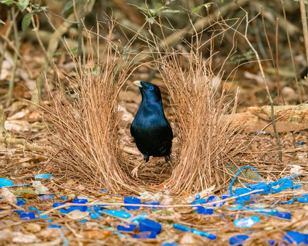Satin Bowerbird (Ptilonorhynchus violaceus)