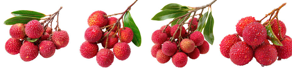 Fresh Lychee Fruits on Branches with Green Leaves Transparent Background
