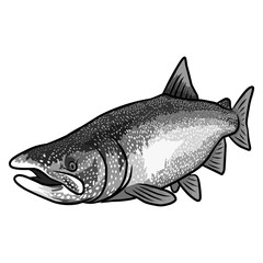 trout fishing illustration logo vector image t shirt