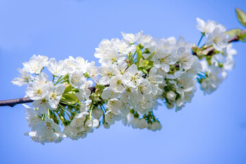 Cherry blossom branch in the garden in spring
