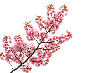 Isolated twig of flowering cherry tree against a bright background, pink blooms opening