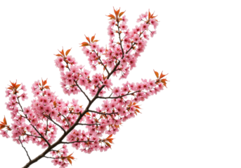 Isolated twig of flowering cherry tree against a bright background, pink blooms opening