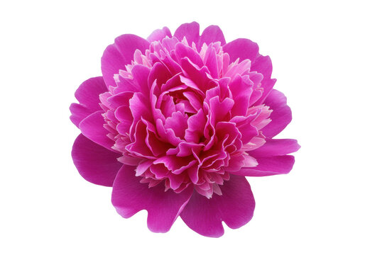 Isolated bright pink peony blossom, elegant floral design element for springtime themes