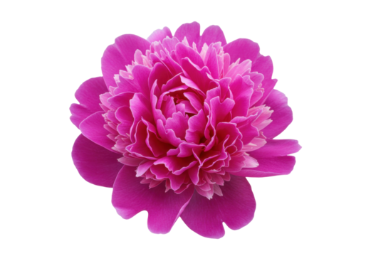 Isolated bright pink peony blossom, elegant floral design element for springtime themes