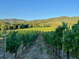 Fototapeta premium Grape plantations in Tuscany. Near towns Cetona and Piazze. View of the Tuscan mountains. Blue sky