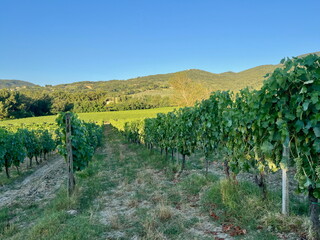 Naklejka premium Grape plantations in Tuscany. Near towns Cetona and Piazze. View of the Tuscan mountains. Blue sky