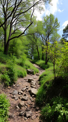 Obraz premium A winding rocky path through a lush green forest with dappled sunlight filtering through the trees