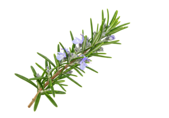 Isolated flowering rosemary sprig for culinary use and aromatherapy ingredient application