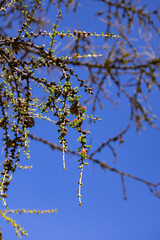 Beautiful branches of a unique tree showcase new growth against a clear blue sky in a sunny outdoor setting during spring