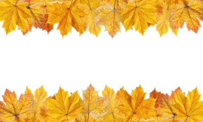 Golden yellow autumn leaves arranged as decorative border frames at top and bottom, isolated on transparent background