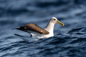 Buller's Albatross