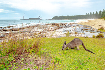 Eastern Grey Kangaroo - Macropus giganteus © Peter