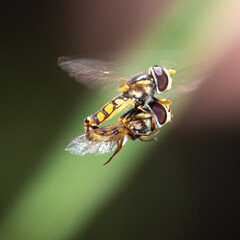 Yellow-shouldered Stout Hover Fly - Simosyrphus grandicornis