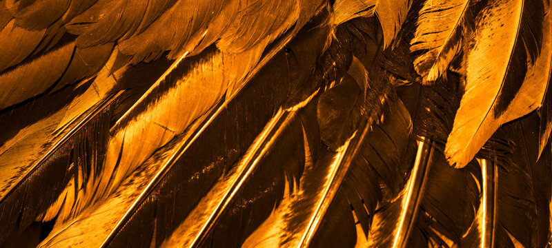orange rooster feathers. background or texture