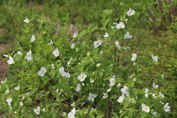 日本の春の庭に咲くシロヤマブキの白い花