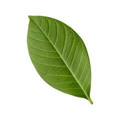 Obraz premium Single vibrant green leaf isolated on transparent background.