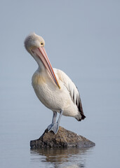 Australian Pelican (Pelicanus conspicillatus)