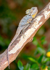 Boyd's Forest Dragon (Hypsilurus boydii)