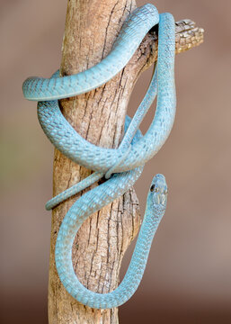 Green Tree-snake (Dendrelaphis punctulatis)
